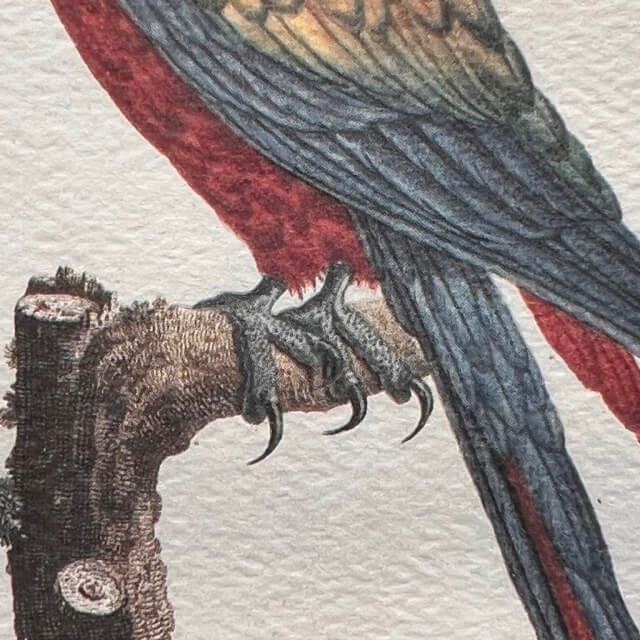 Impression joliment encadrée d’une gravure de Jacques Barraband (1768-1809)  extraite du livre “Histoire naturelle des perroquets” paru en 1805